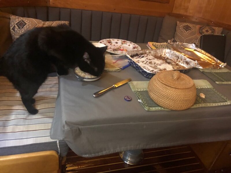a07_cat_eating_table.jpg