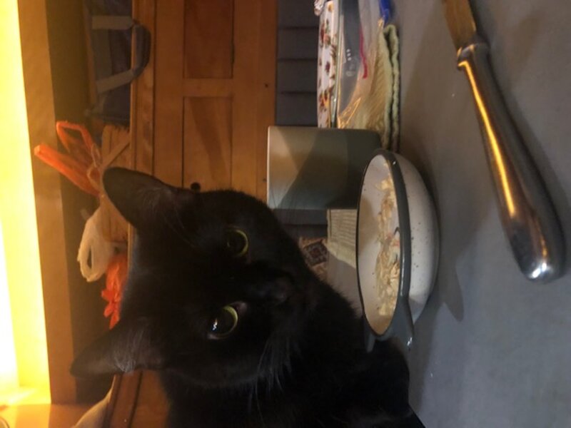 a08_cat_eating_table_closeup.jpg